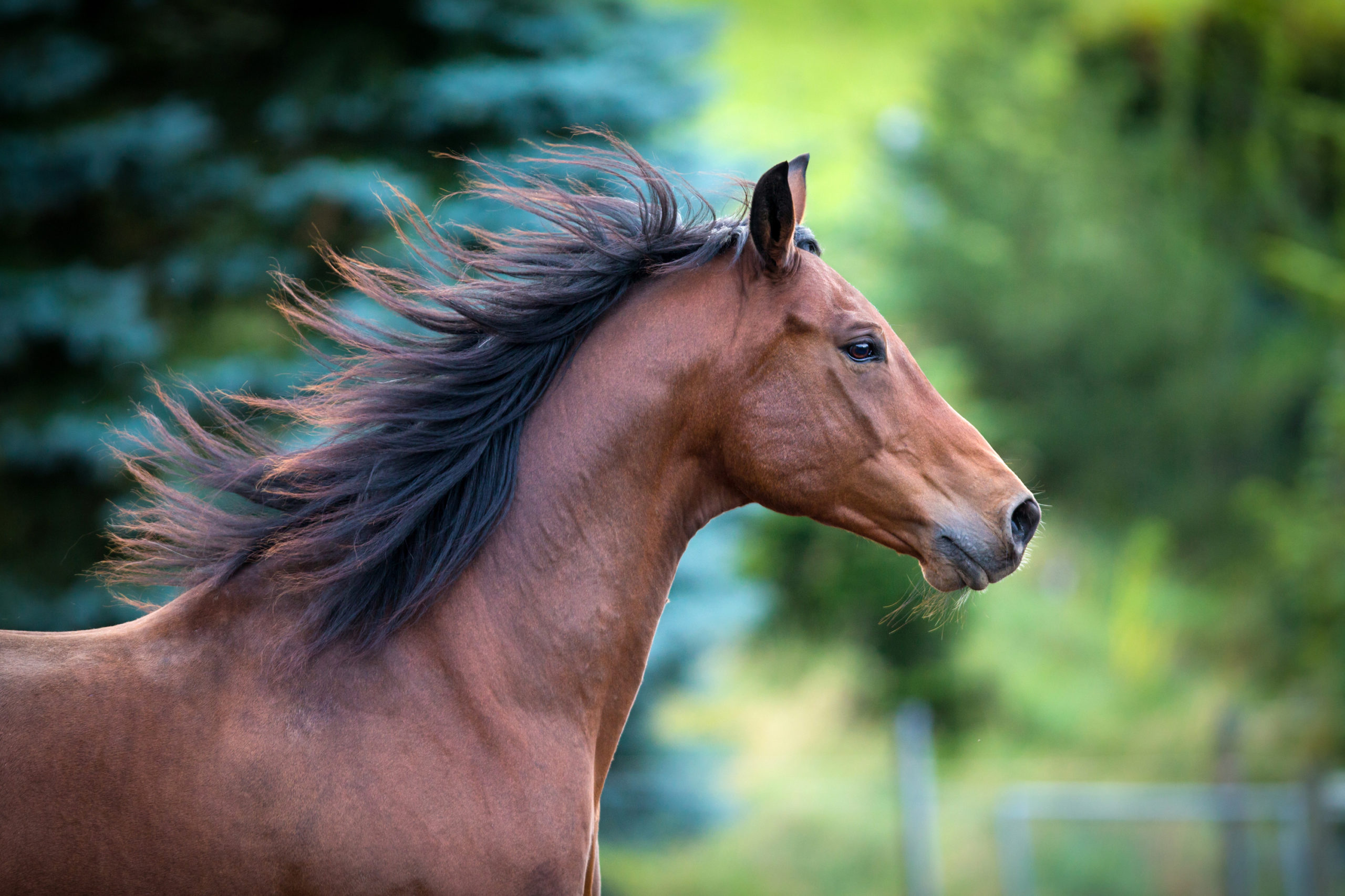 Bay horse portrait on green background. Trakehner horse with lon