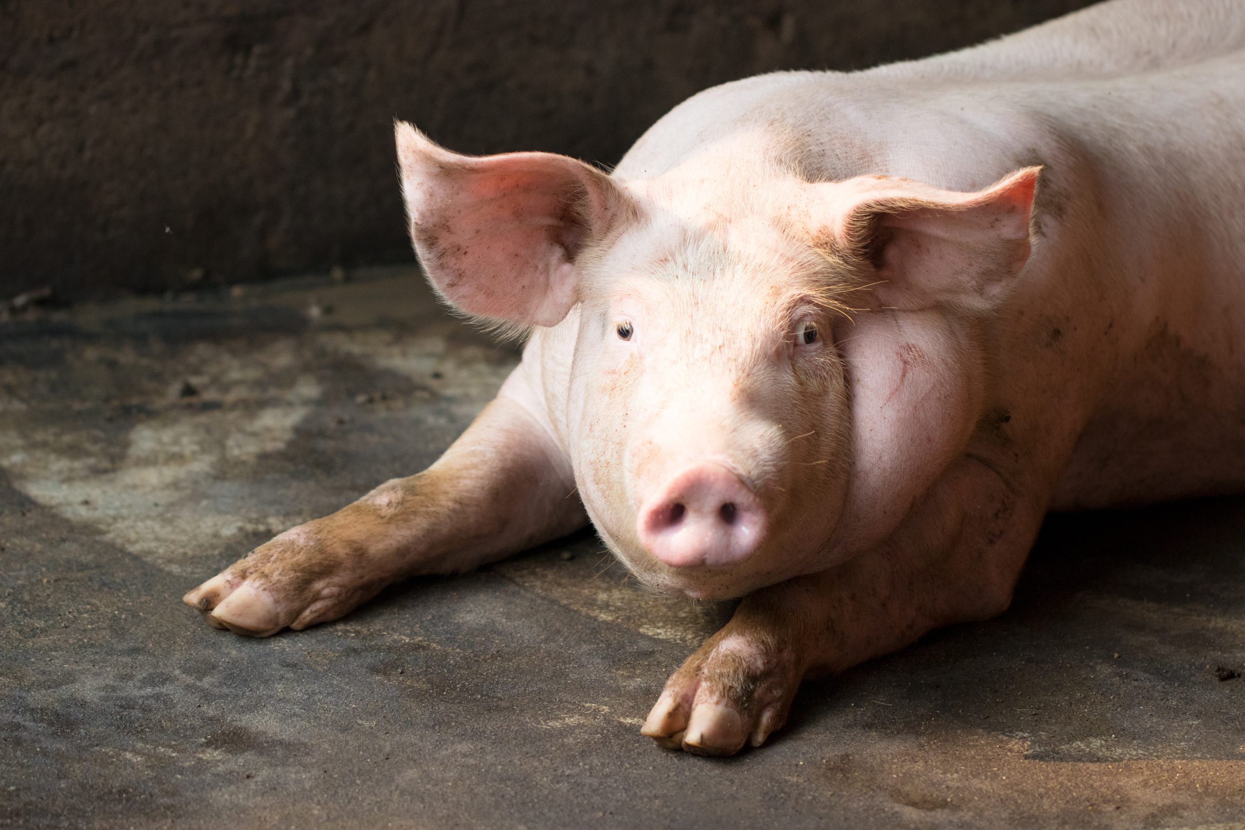 Group of hog waiting feed. Pig indoor on a farm yard in Thailand