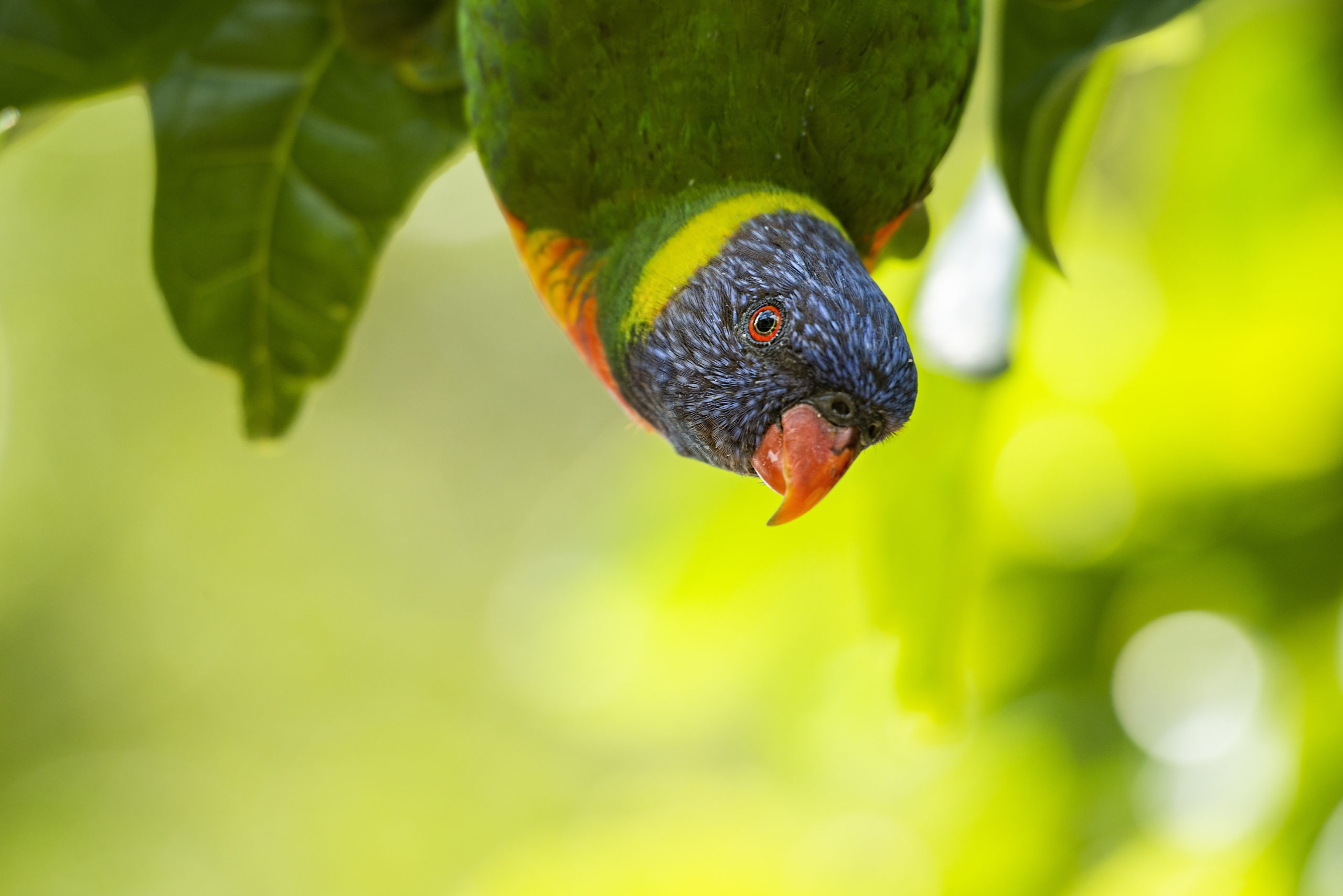 Rainbow lorikeets out in nature during the day.