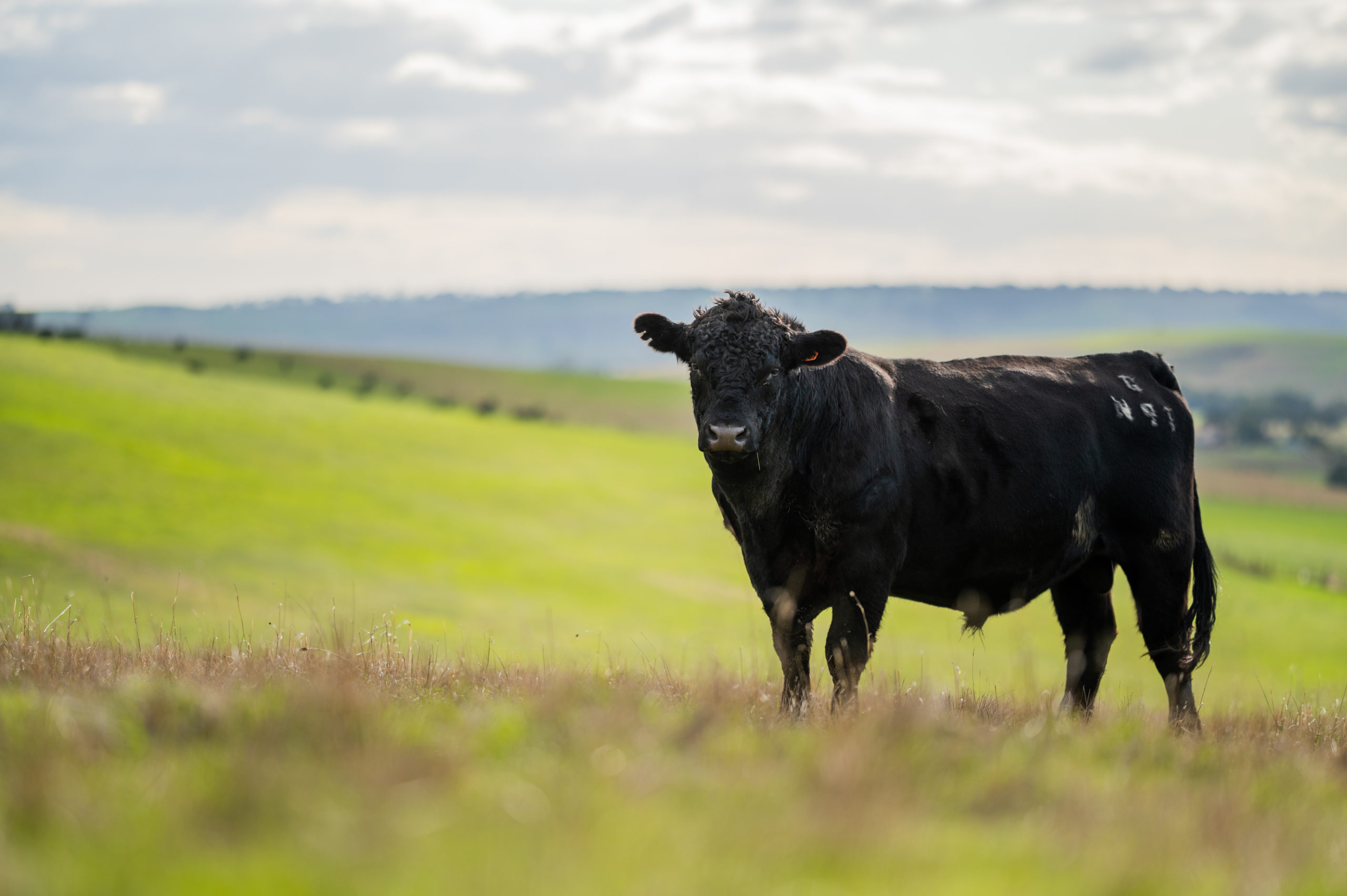 Beef cows and calves grazing on grass