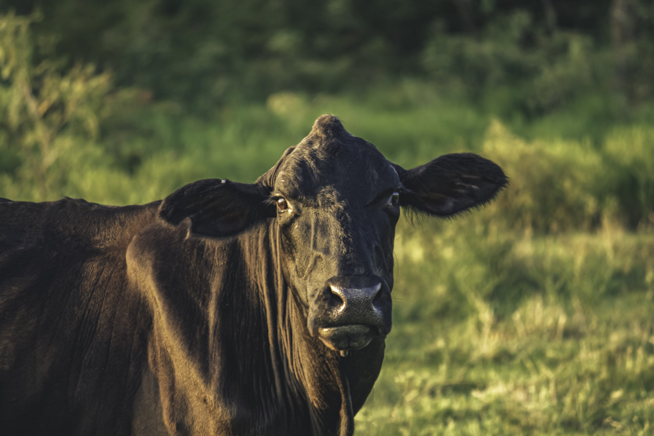 Black Brangus Cow