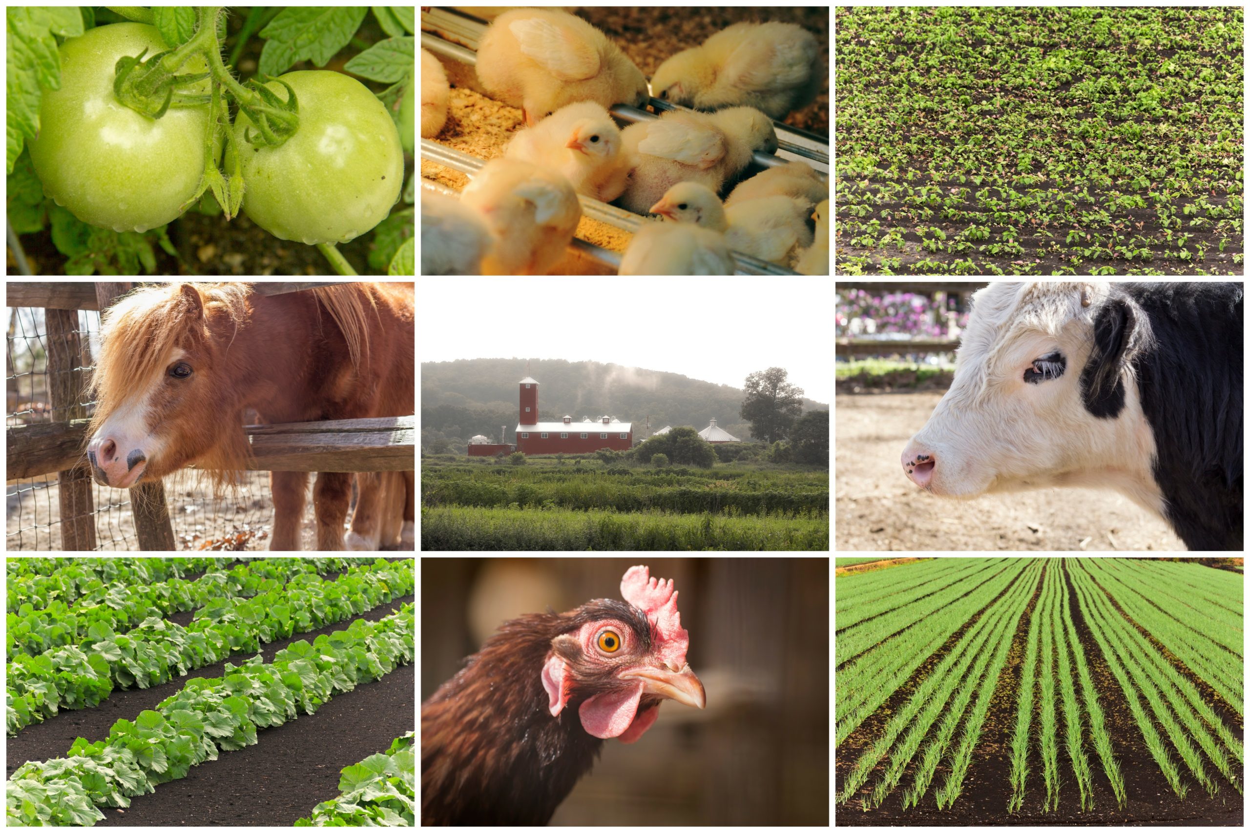 Mosaic of farm animals and agricultural imagery in collage imagery