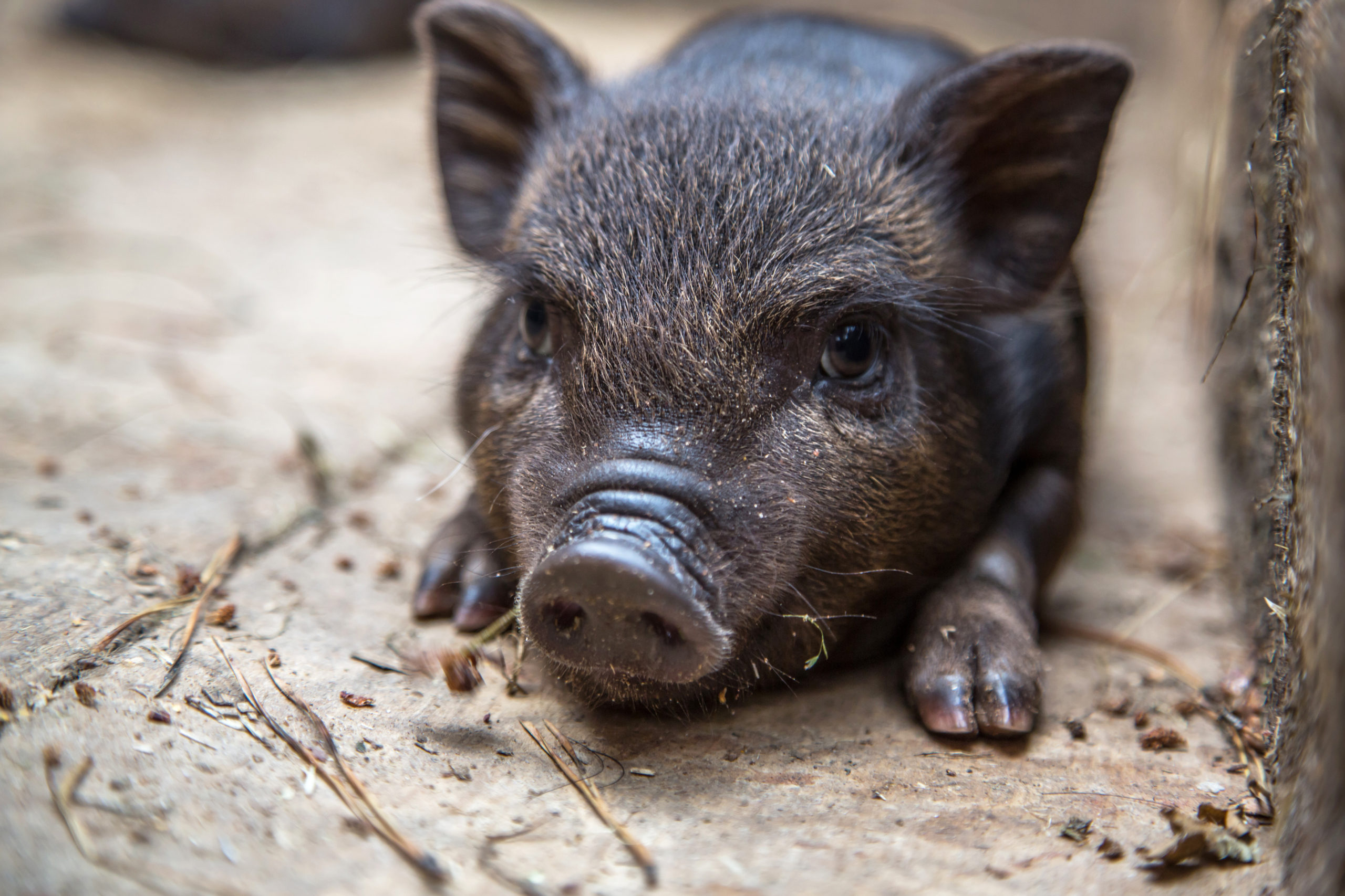 Curious little piglet on a farm looking at the camera