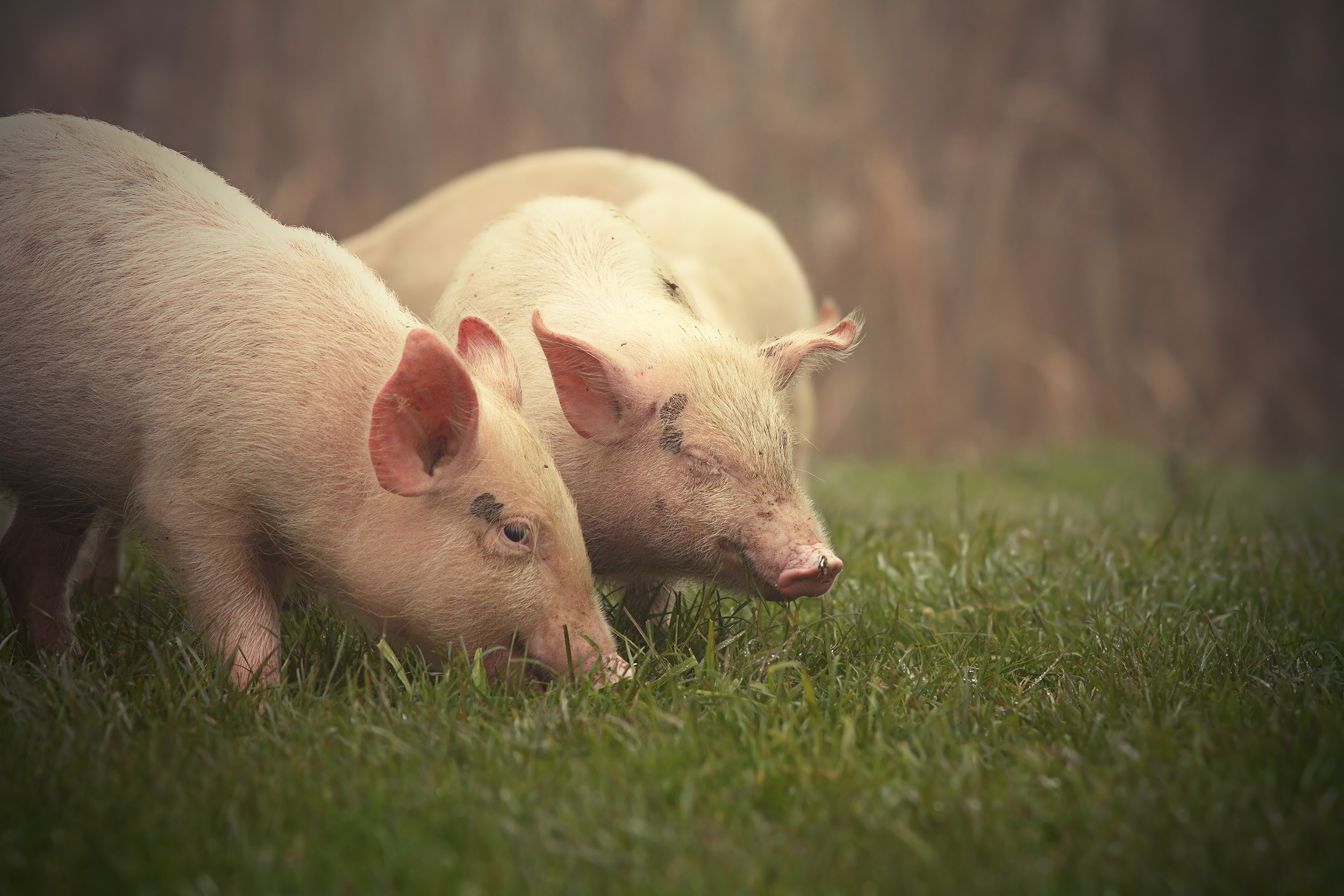 little pink pigs on meadow near the farm in  a foggy day